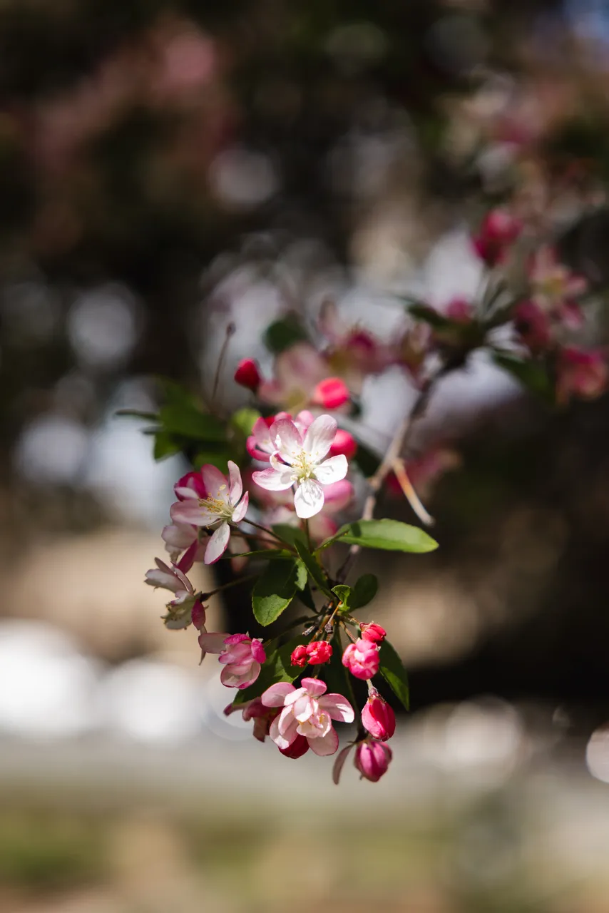 Spring Flowers in Bloom
