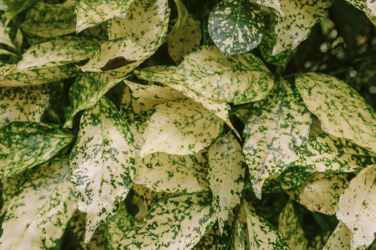 Foliage at the Royal Tasmanian Botanical Gardens
