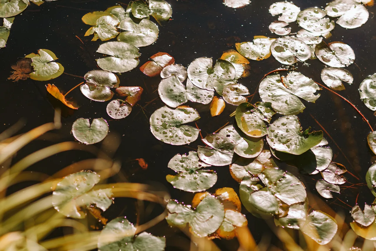 Pond at the Royal Tasmanian Botanical Gardens
