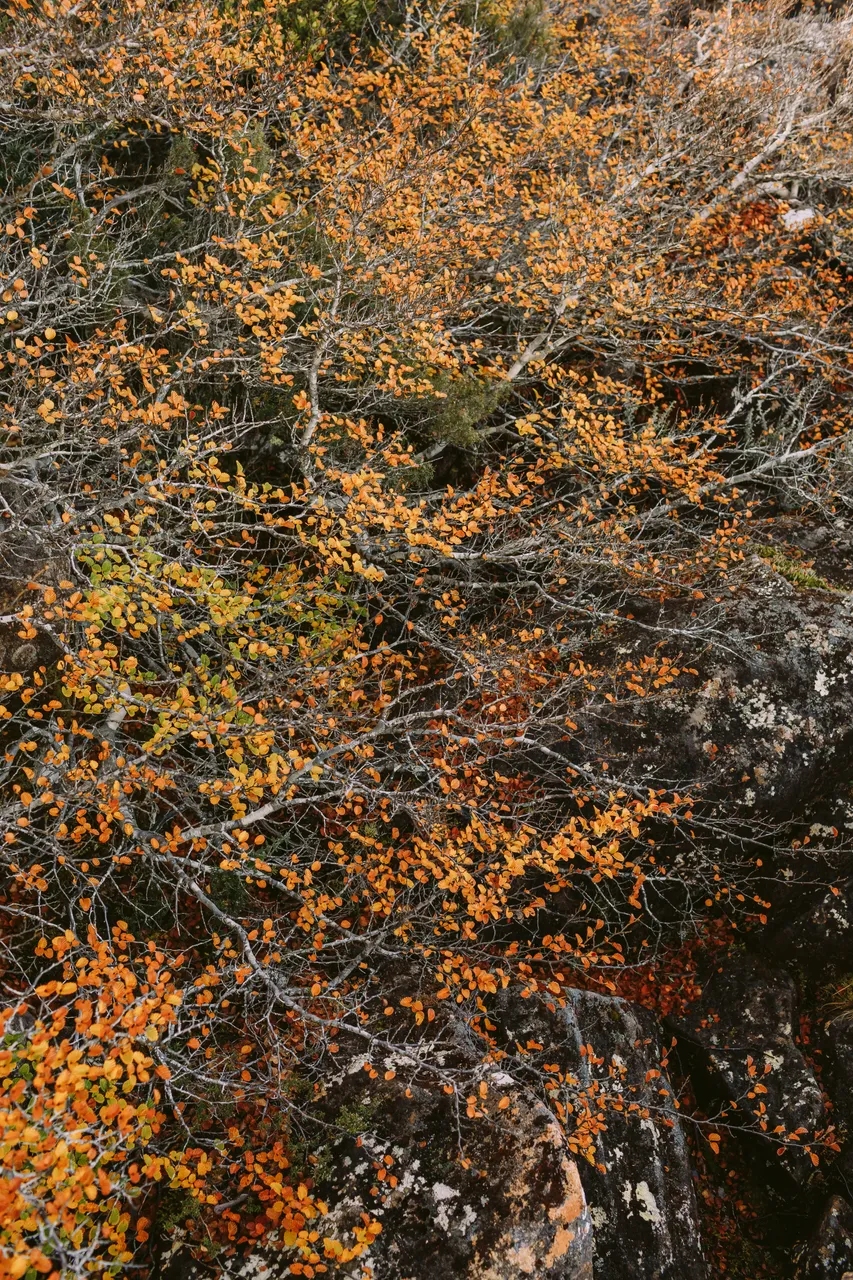 Fagus at Mt Field National Park