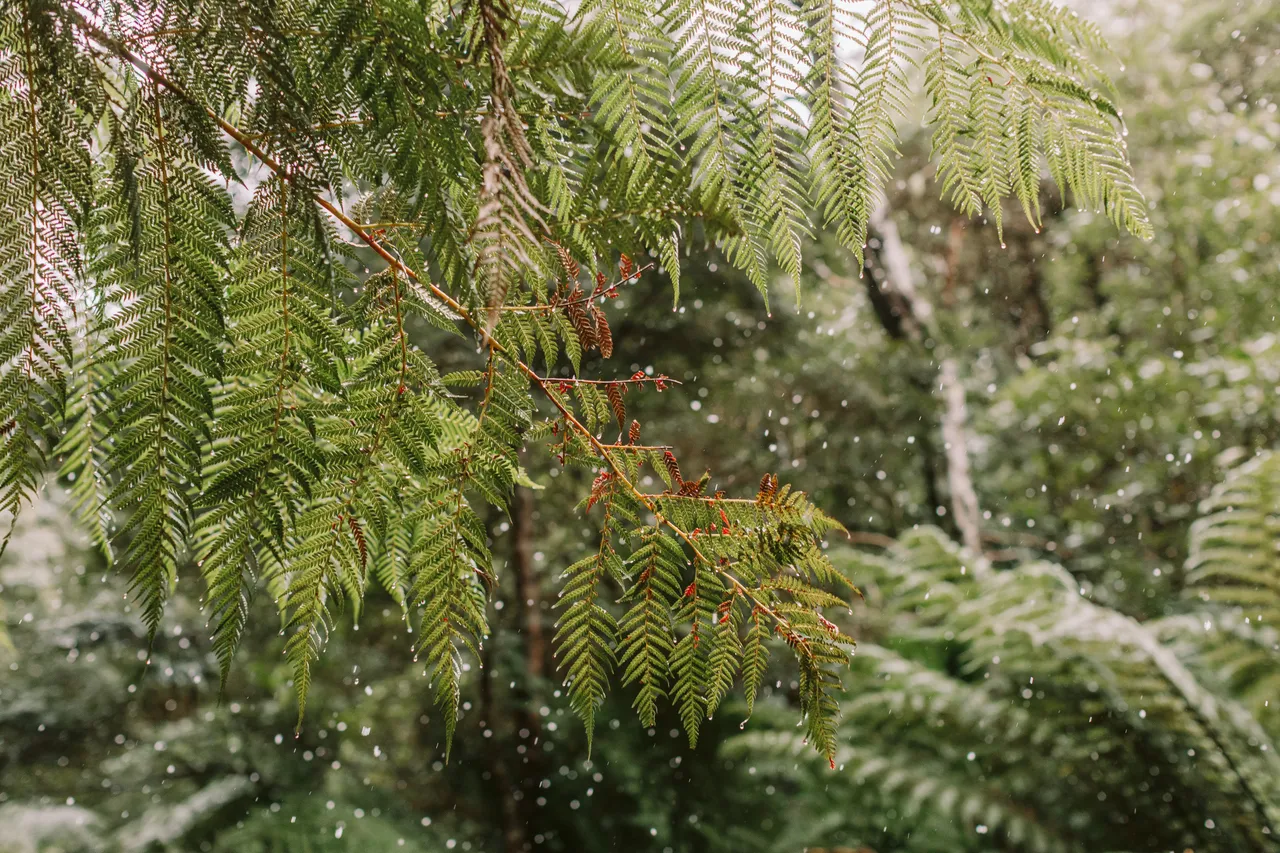 Fern Leaf Under Snowfall