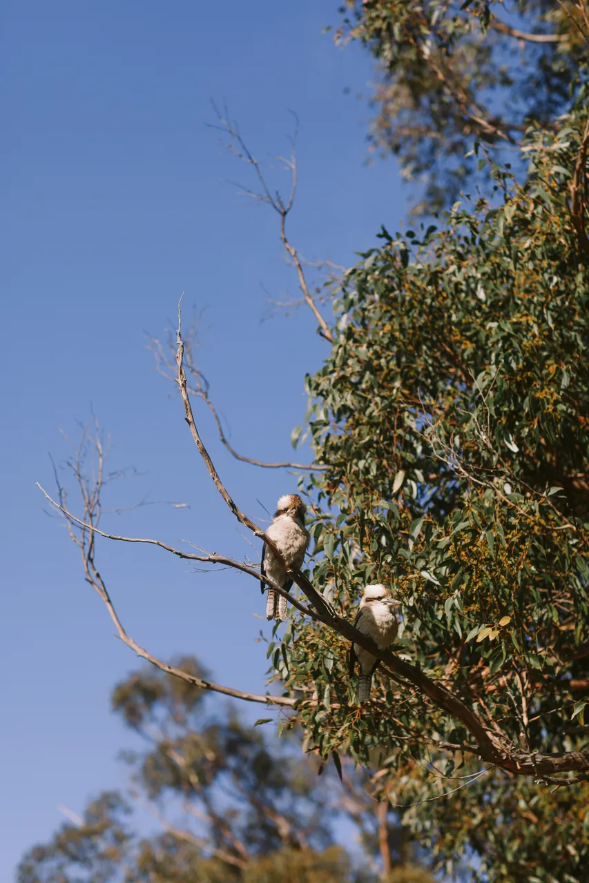 Kookaburras in Gum Tree