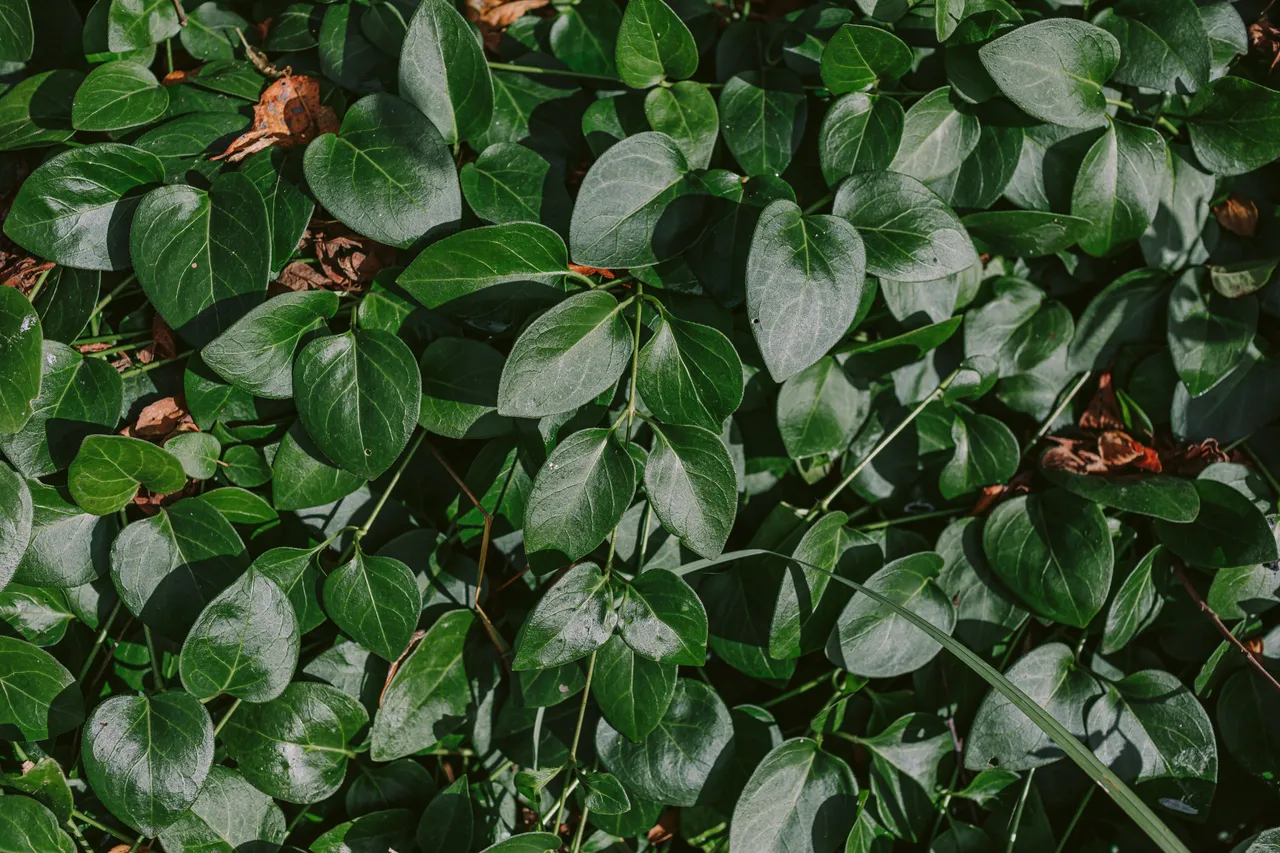 Periwinkle Leaves