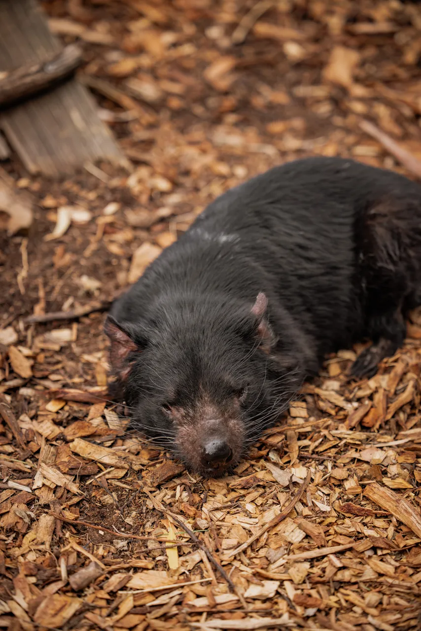 Tasmanian Devil at Bonorong Wildlife Sanctuary