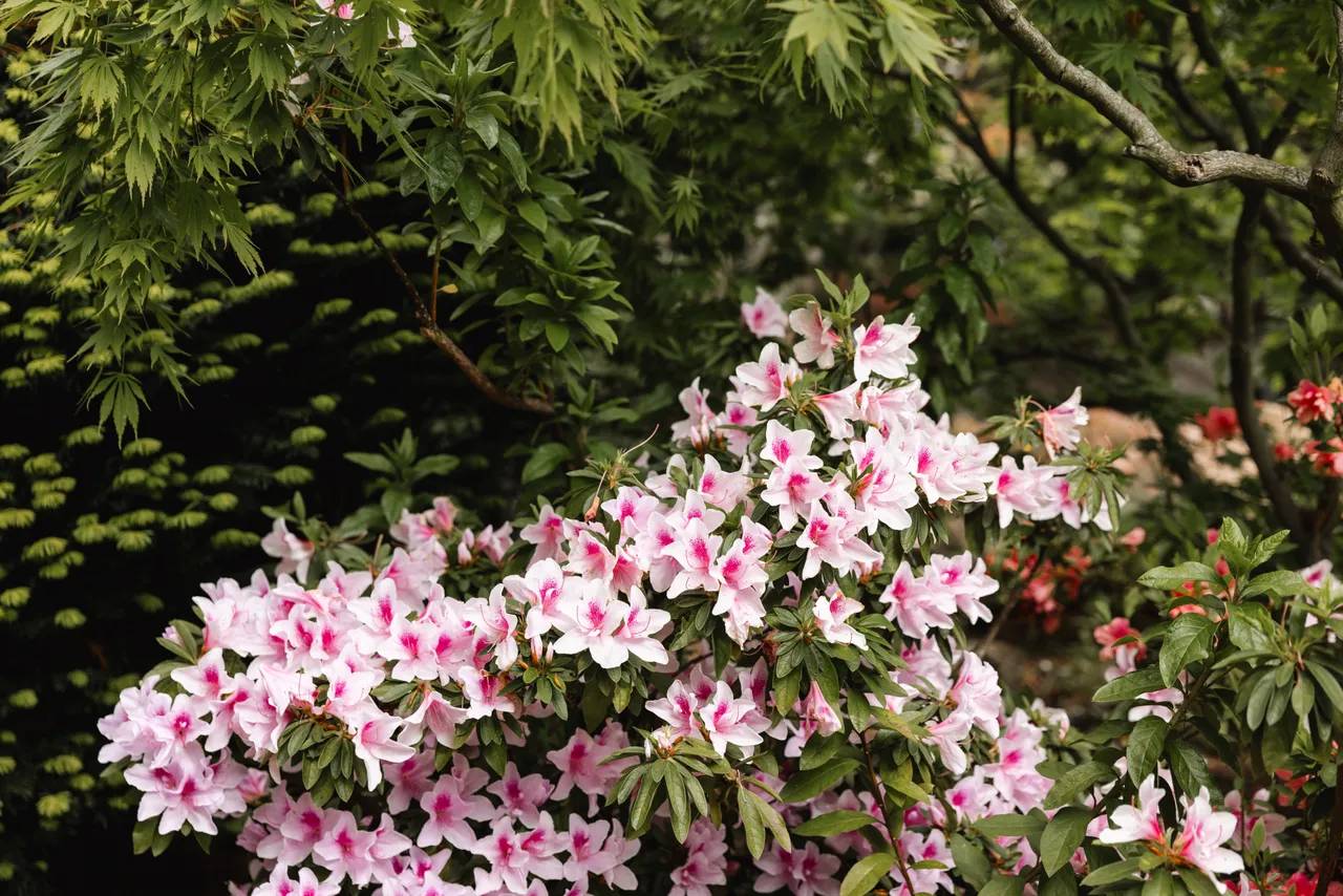 Pink Flowers in Spring