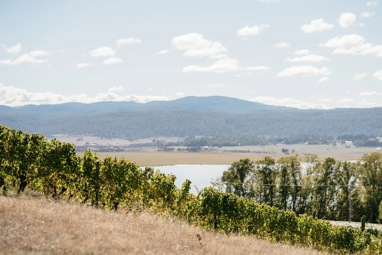 Evenfall Vineyard