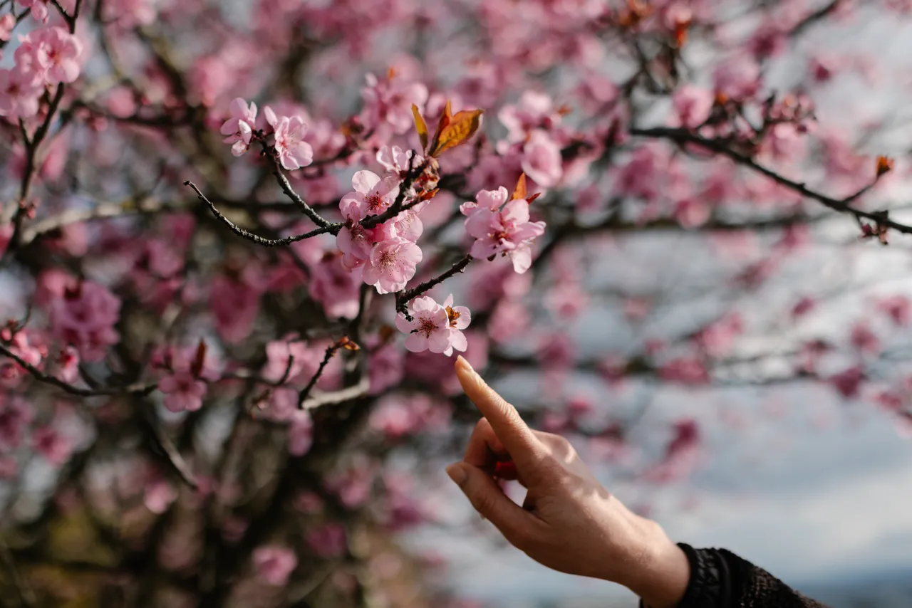 Pink Blossoms in Spring with Hand