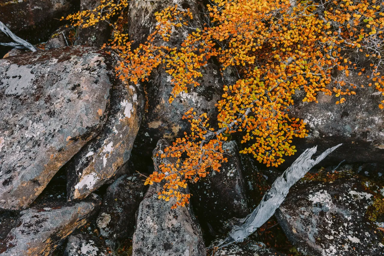 Fagus and Rocks at Mt Field National Park