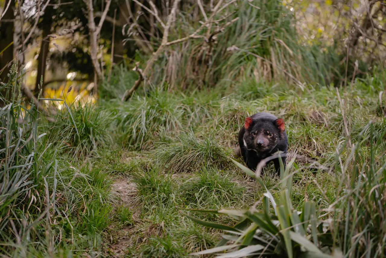 Tasmanian Devil