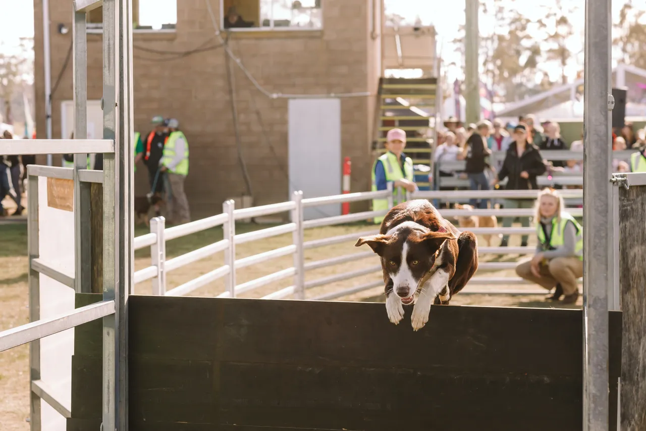 Dog at Agfest