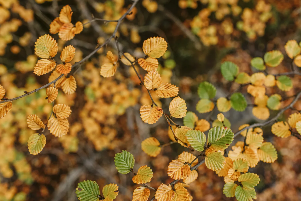 Yellow and Green Fagus at Mount Field