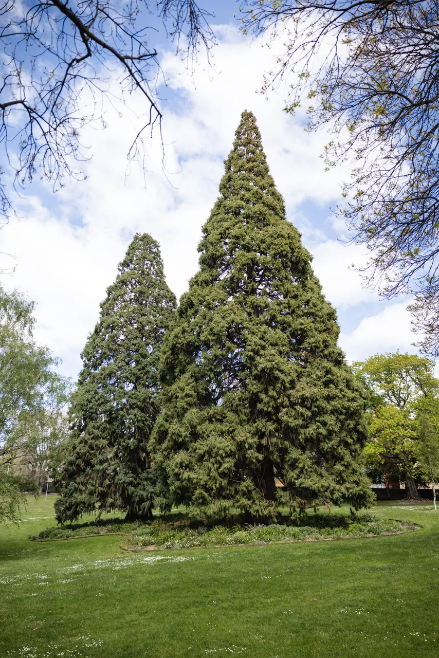 Tall Trees in St David's Park