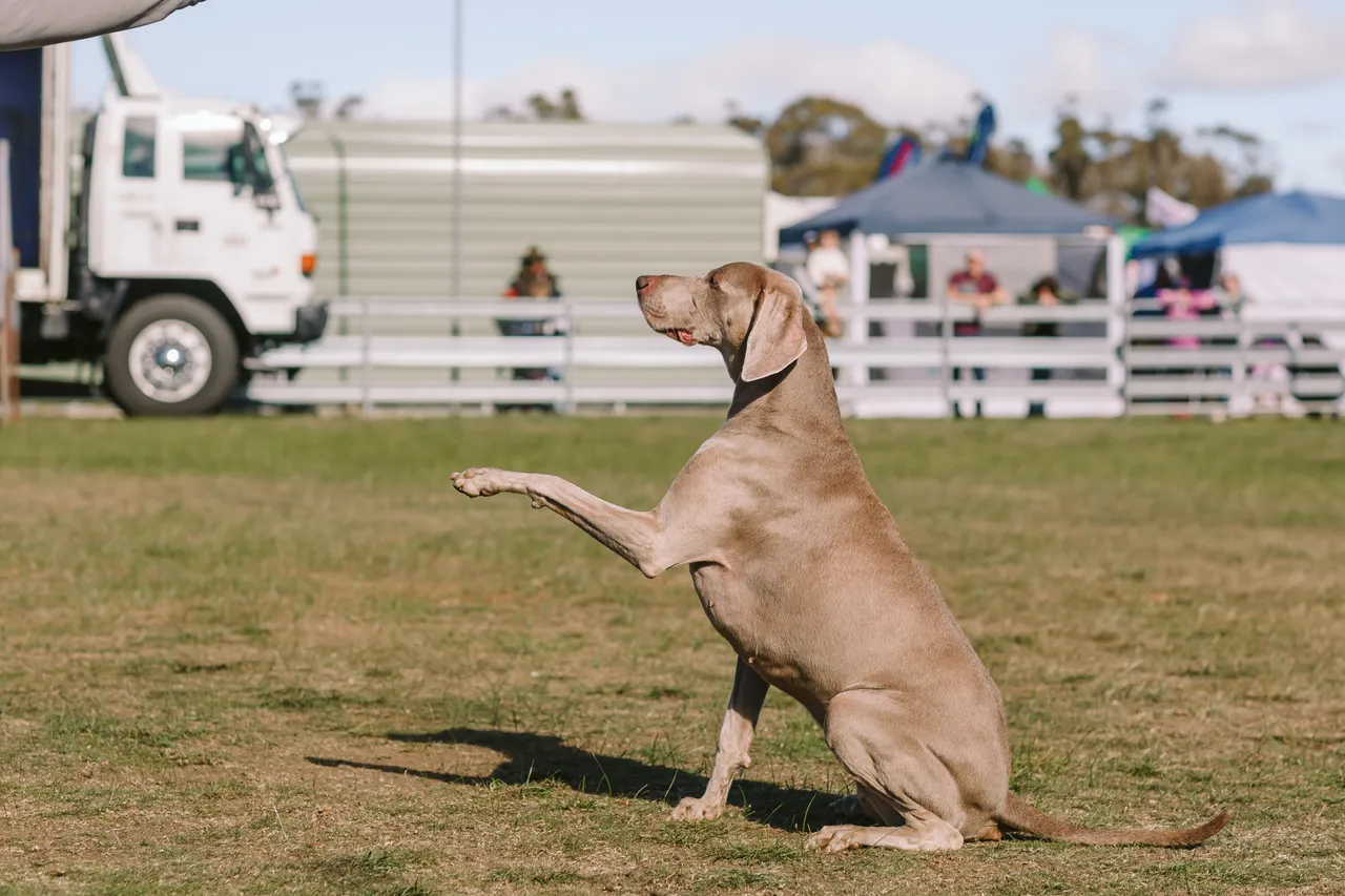 Dogs on Show at Agfest