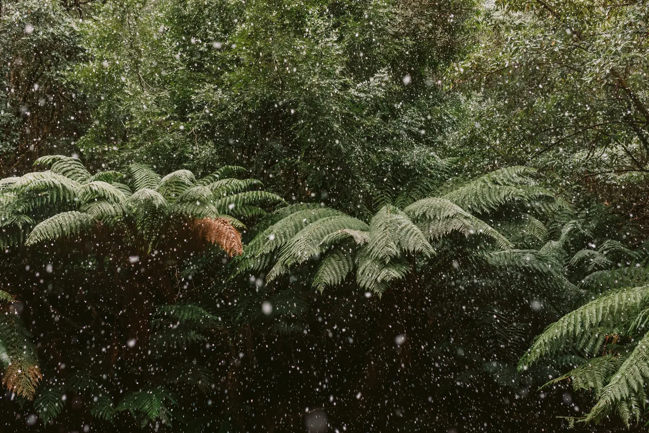 Trees in the Snow