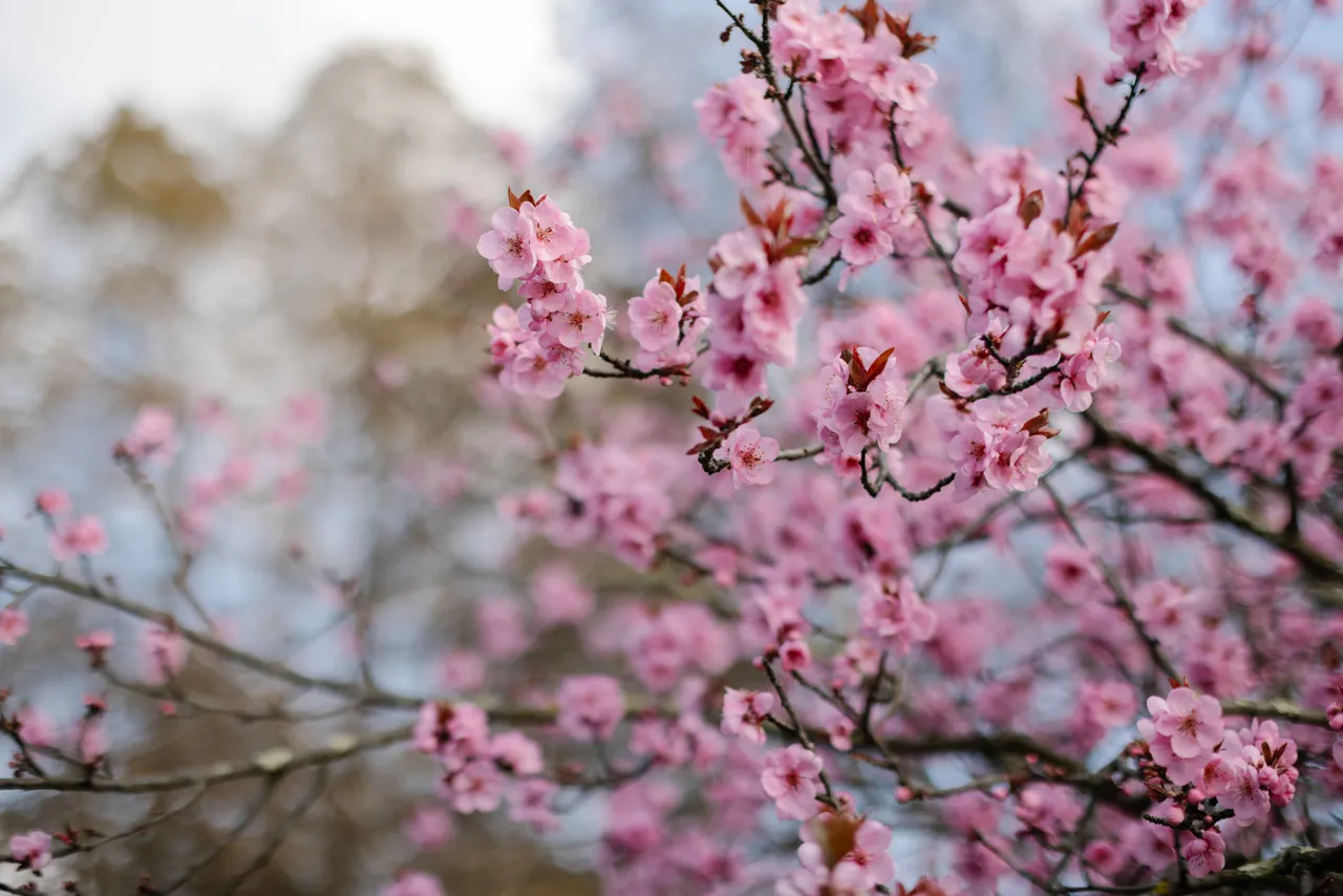 Pink Blossoms in Spring