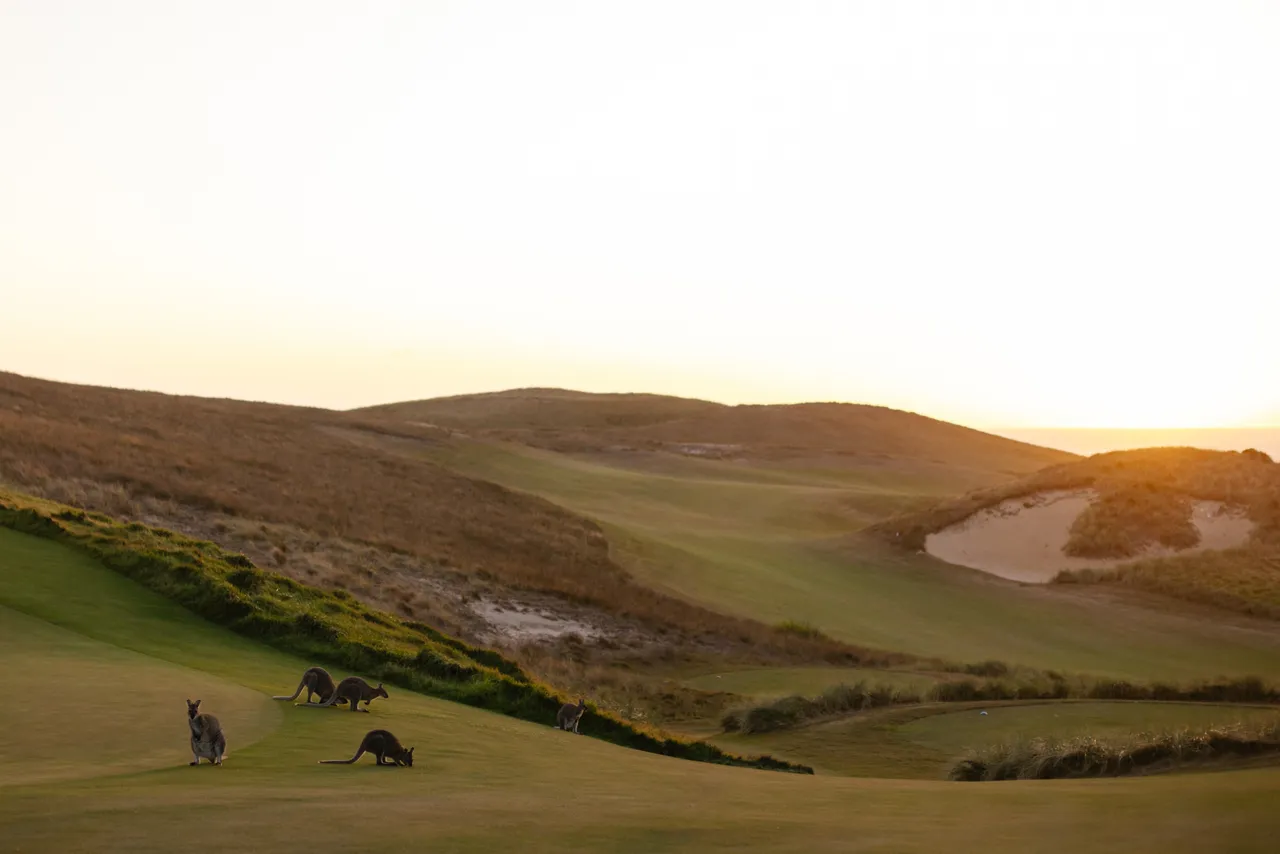 Wallabies on Ocean Dunes Golf Course