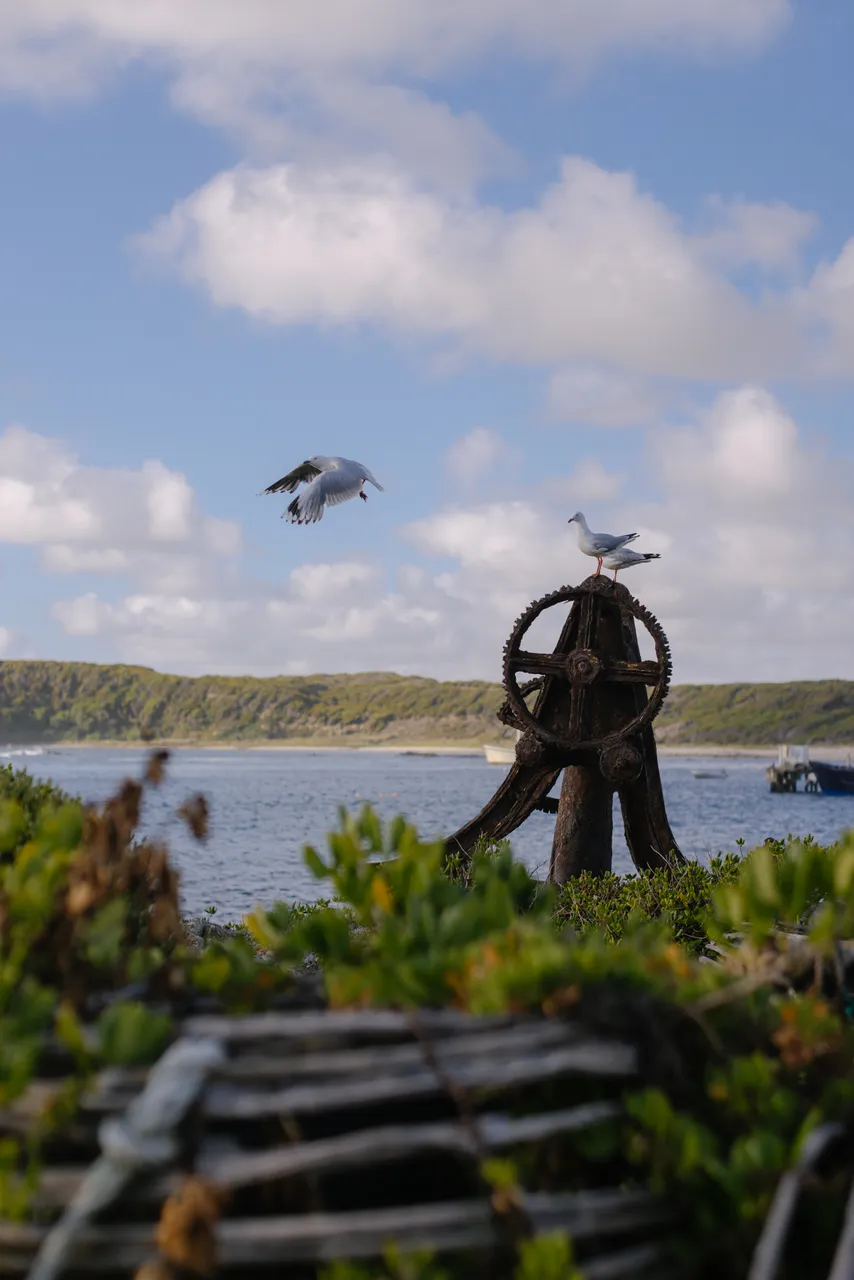 Seagulls at Currie Harbour