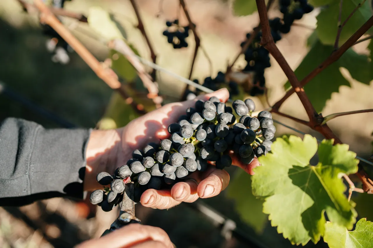 Harvesting Grapes at Utzinger Wines
