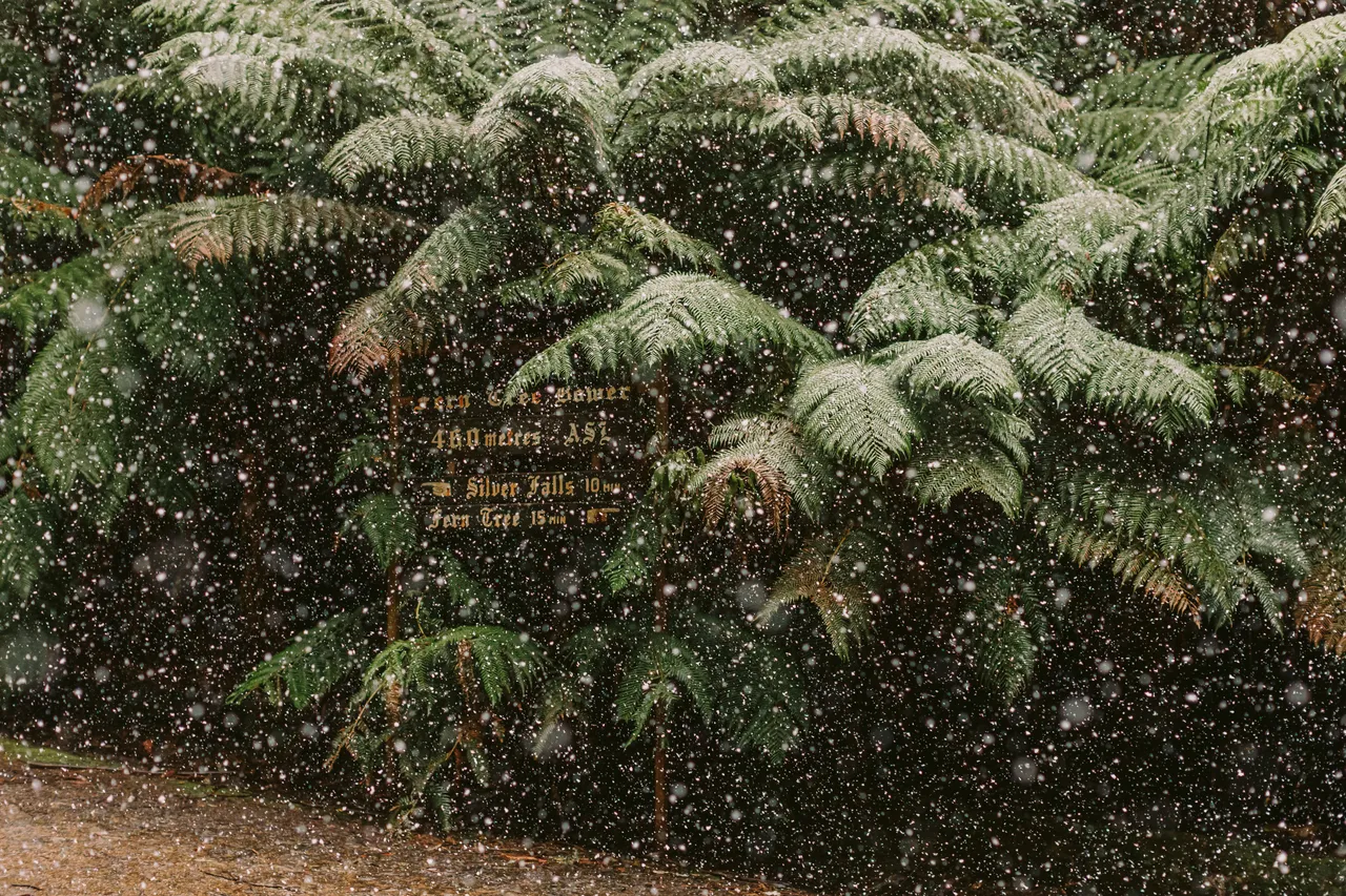 Ferns in the Snow