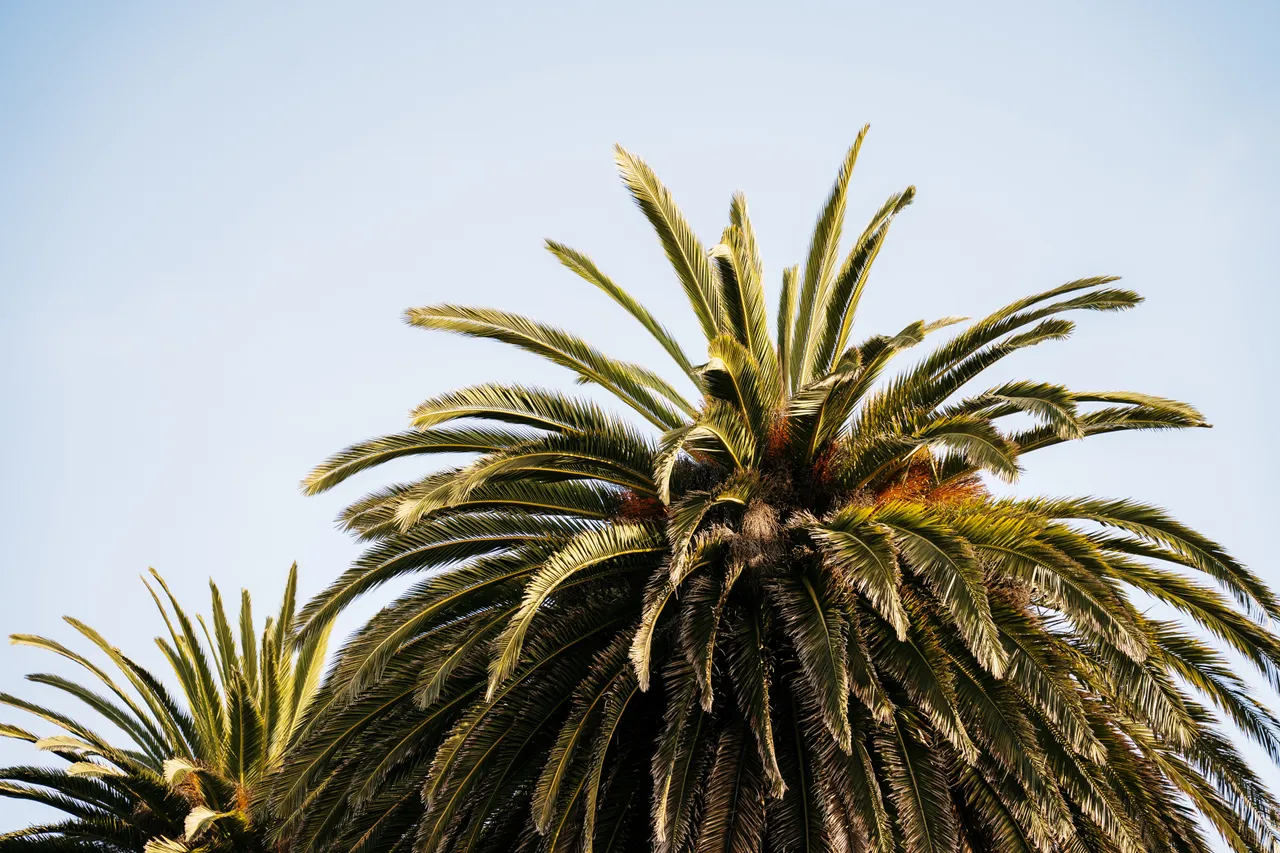 Palm Tree