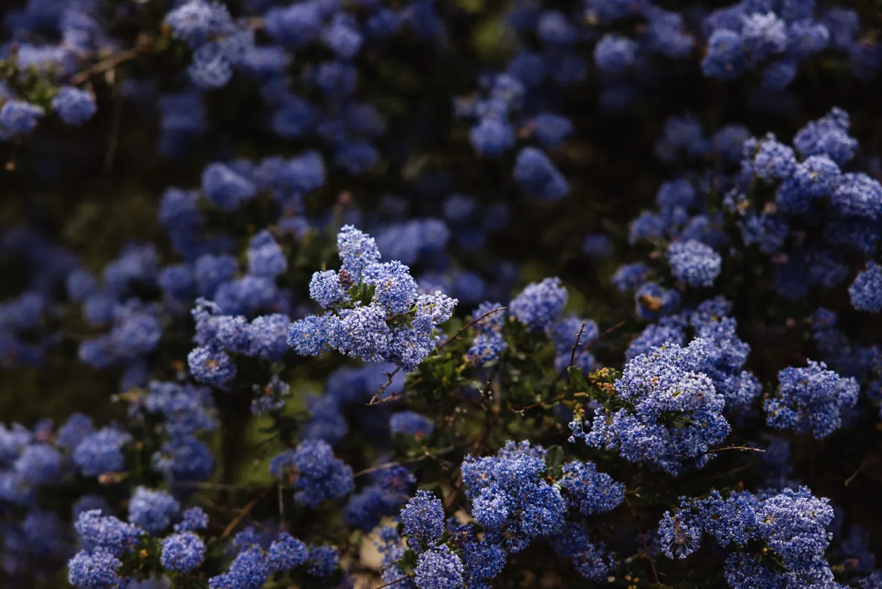 Spring Flowers in Bloom