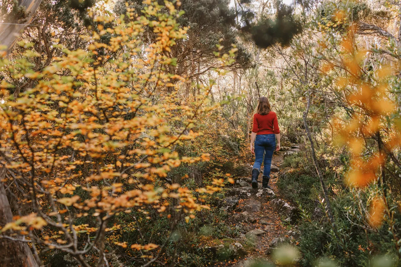 Person Walking Through Fagus