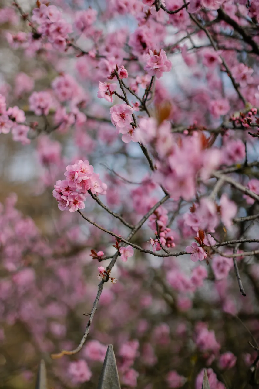 Pink Blossoms in Spring