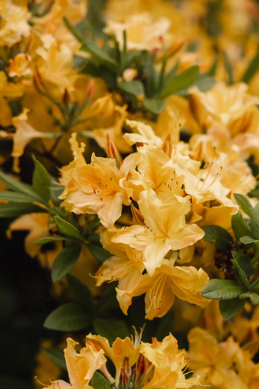 Yellow Flowers in Bloom