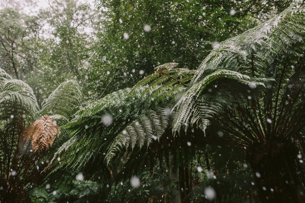 Ferns in the Snow