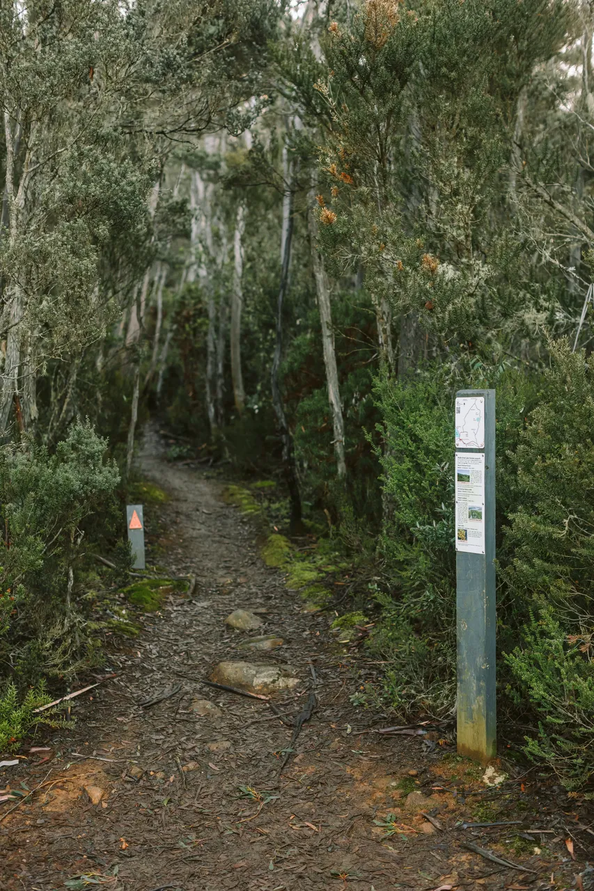Mount Field Walking Track