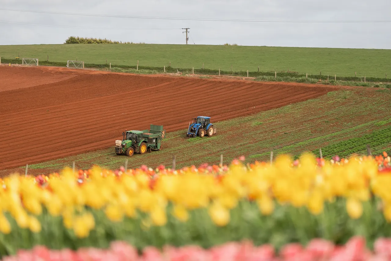 Tractors in a Field