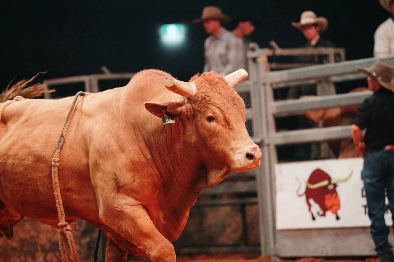 Bull from the Island Stampede Rodeo