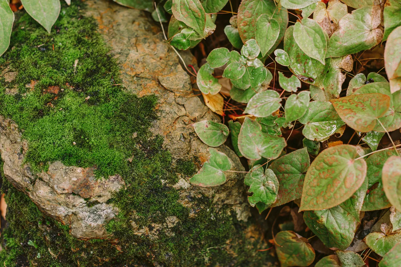 Foliage at the Royal Tasmanian Botanical Gardens