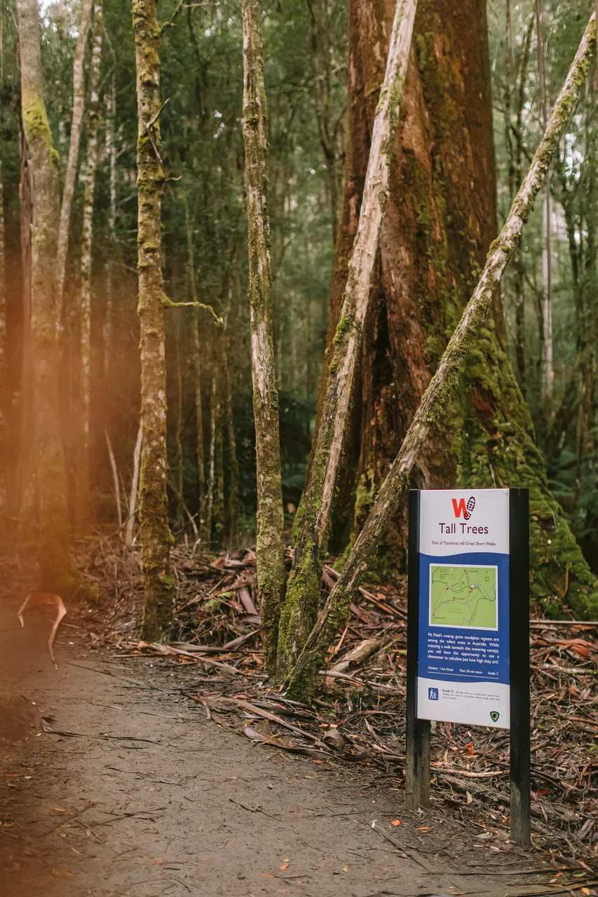Mt Field Walking Track and Directional Sign