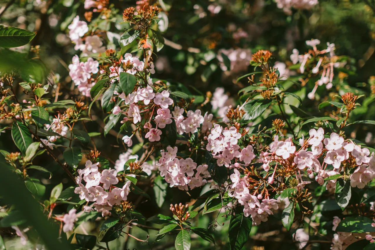 Flowers at the Royal Tasmanian Botanical Gardens