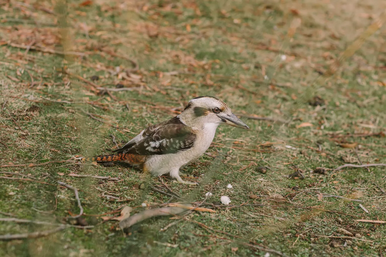 Kookaburra