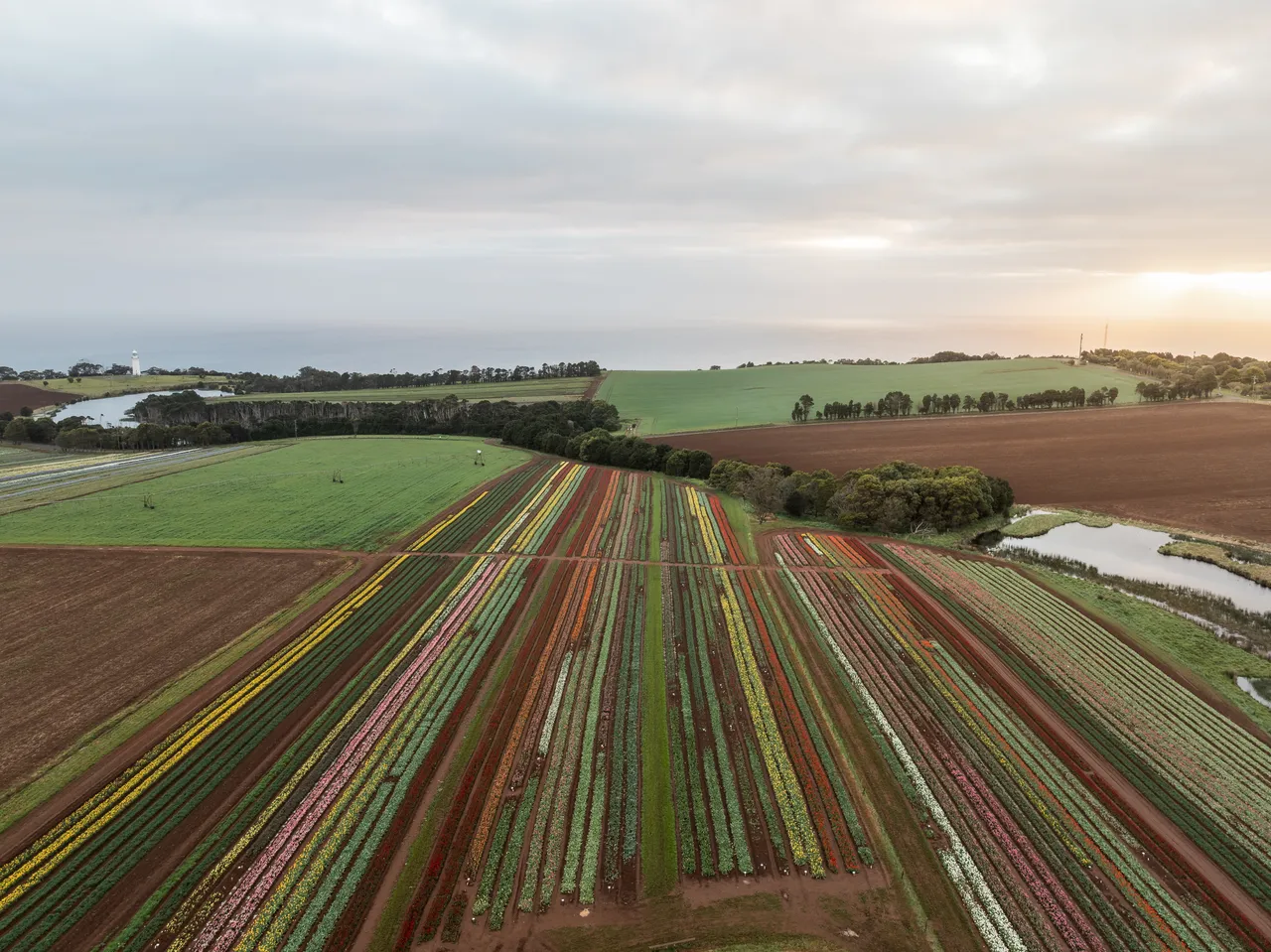 Table Cape Tulip Farm