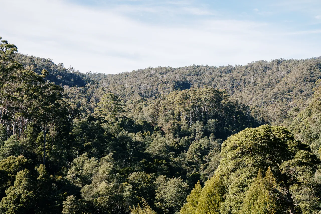 Tasmanian Bush Canopy