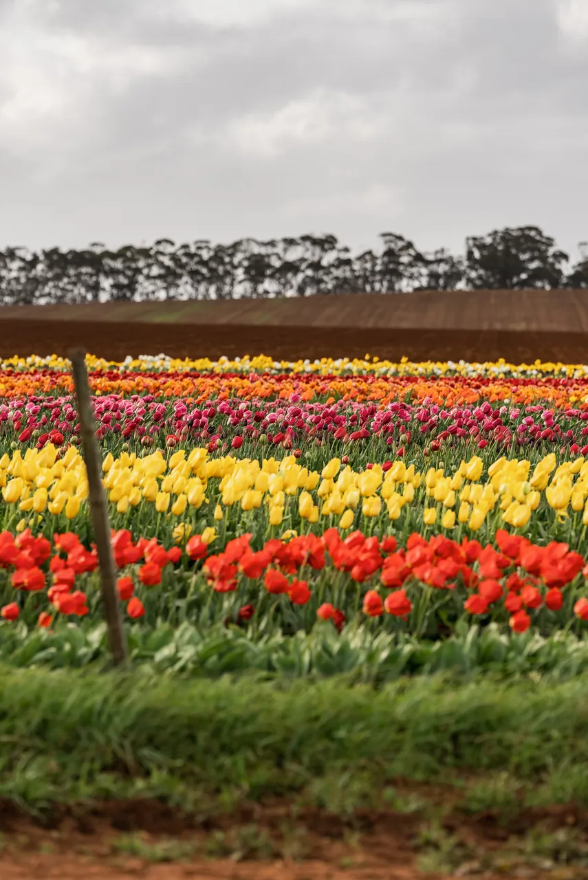 Table Cape Tulip Farm