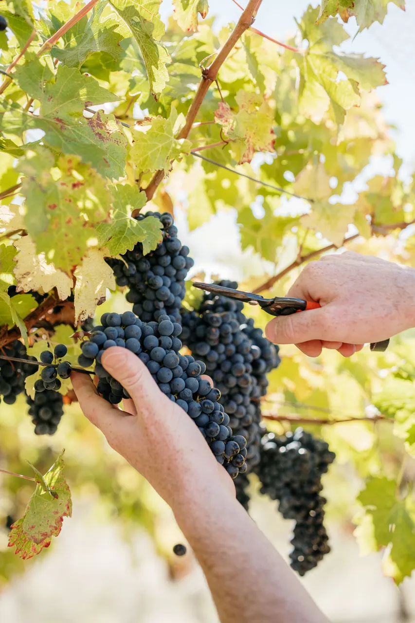 Pinot Noir Grapes at Evenfall Winery