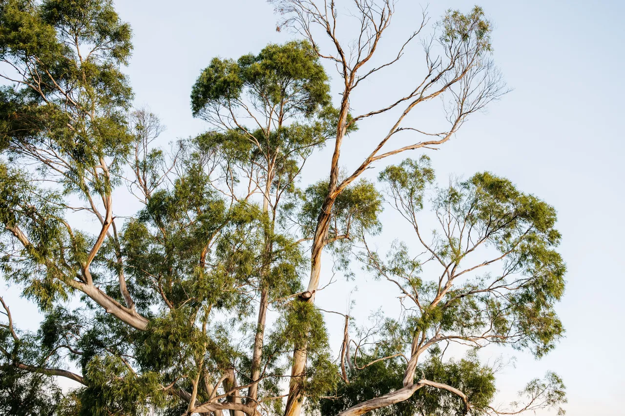 Tasmanian Partner Toolkit - Gum Tree