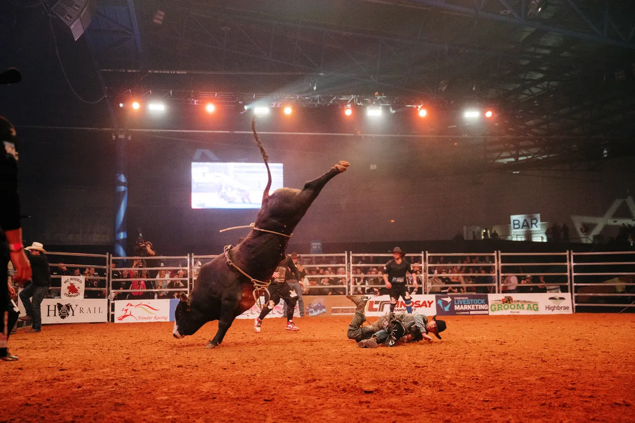 Bull Bucking at the Island Stampede Rodeo