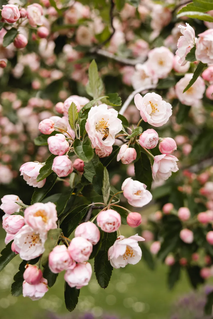Pink Blossoms in Spring