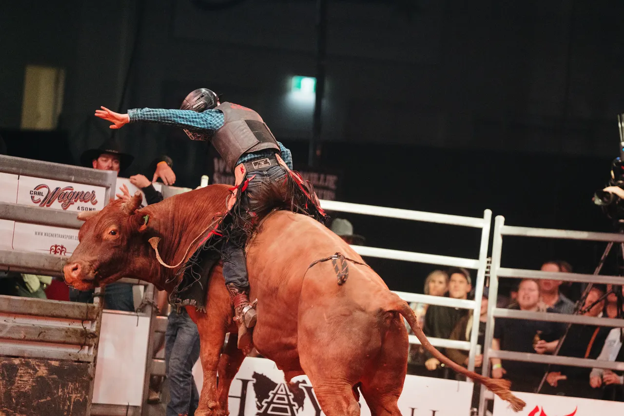 Bull Riding at the Island Stampede Rodeo