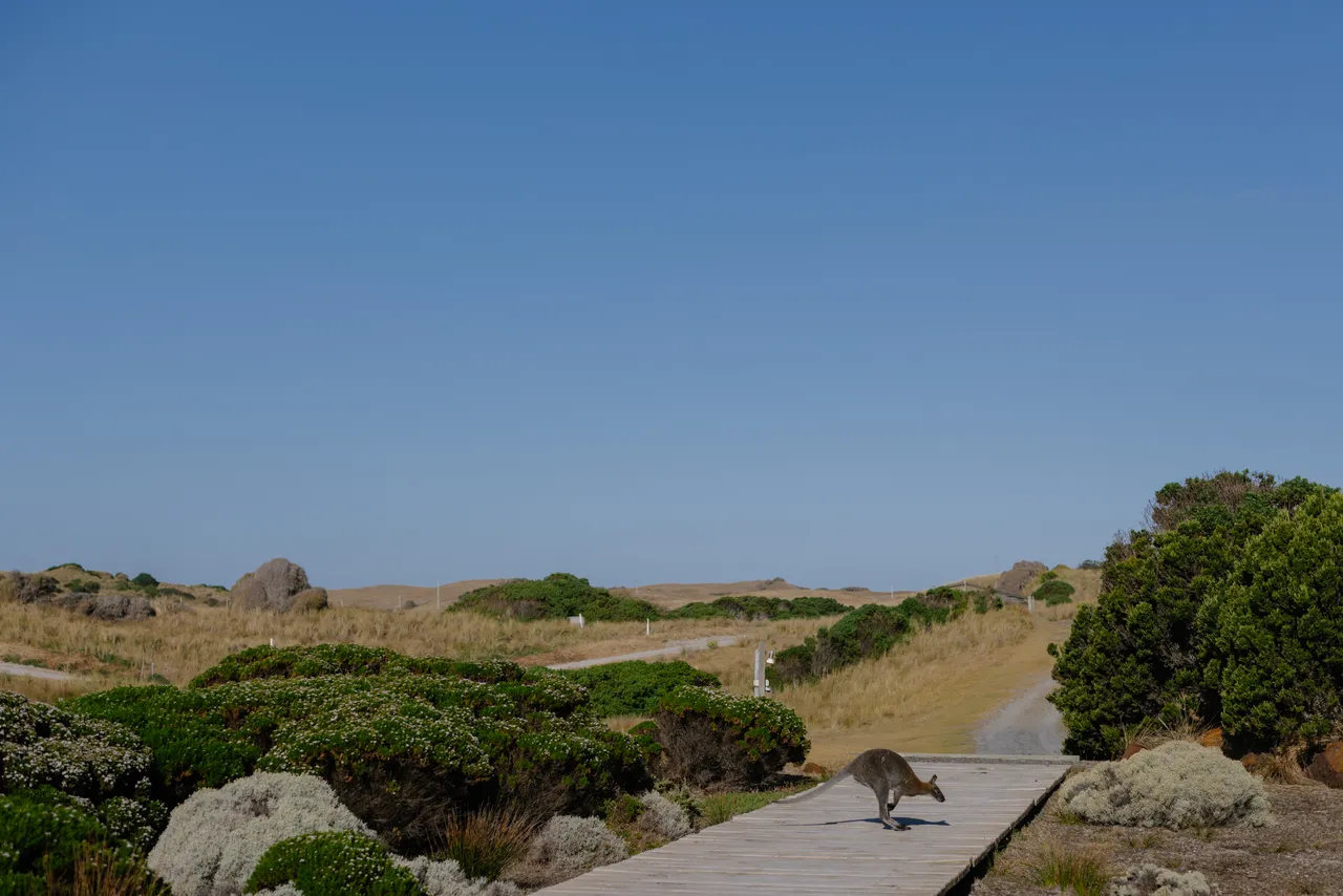 Wallaby on Boardwalk