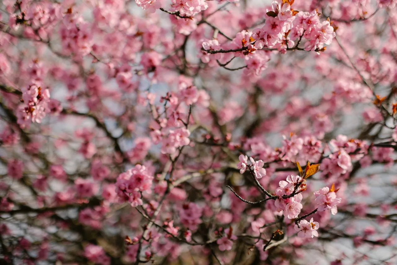 Pink Blossoms in Spring