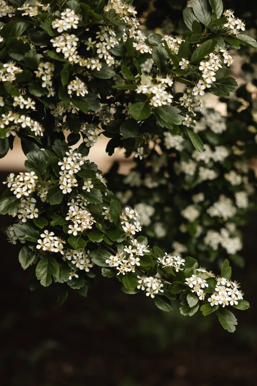 White Flowers in Bloom