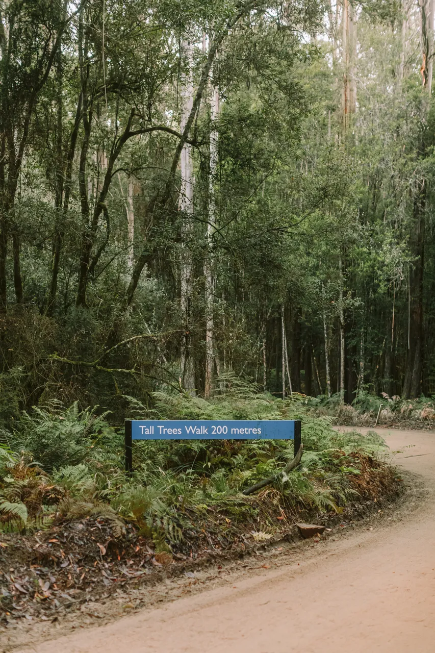 Mount Field Walking Track