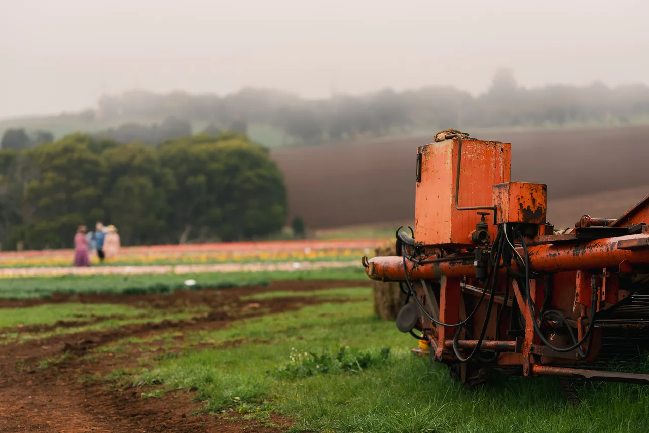 Farming Equipment in Tulip Field