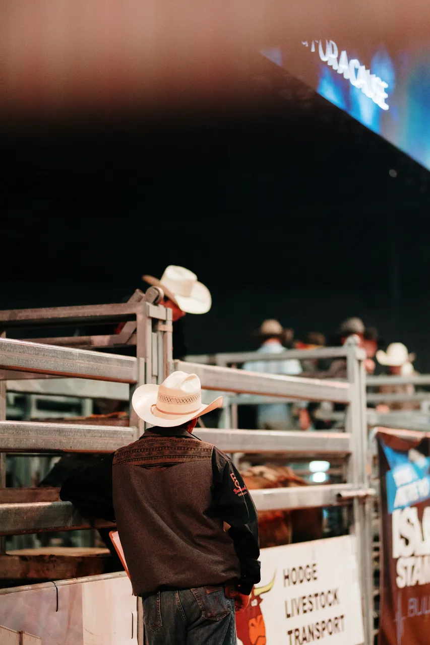 Bull Rider at the Island Stampede Rodeo